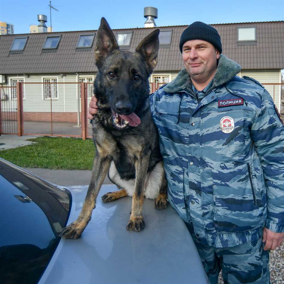 Важность кинологии в современном обществе