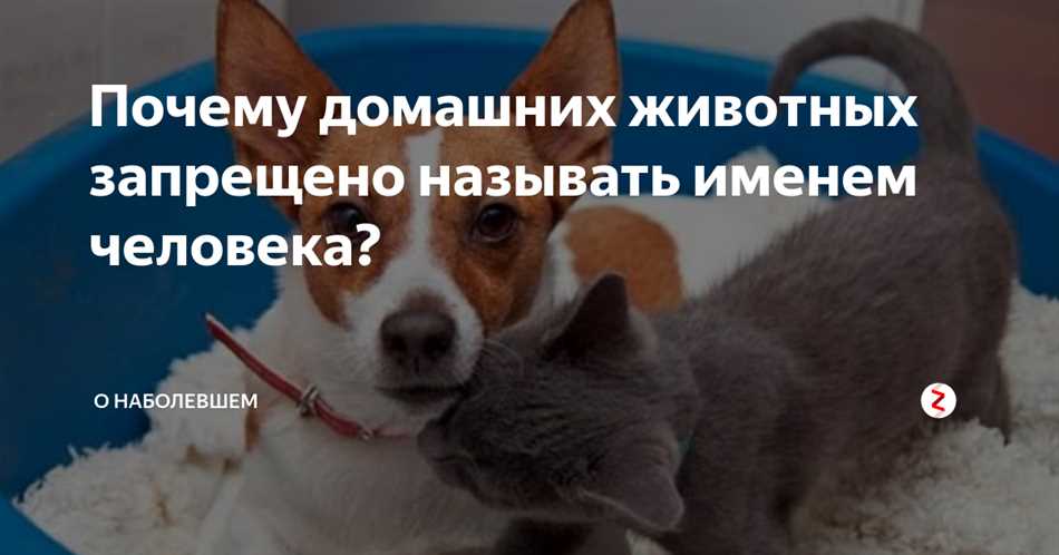 Почему кошек нельзя называть человеческими именами?