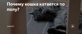 Почему кошка катается по полу?