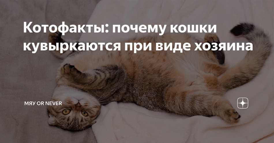 Почему кошка кувыркается: основные причины