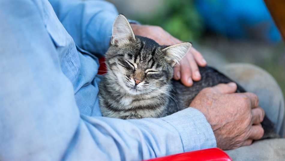 Эмоциональное состояние кошек