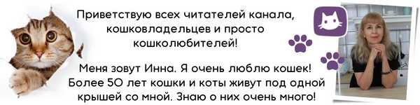 Почему кошка не реагирует на ласку и постоянно выдыхает?