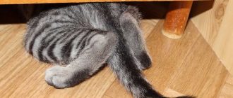 Почему кошка прячется под диван?