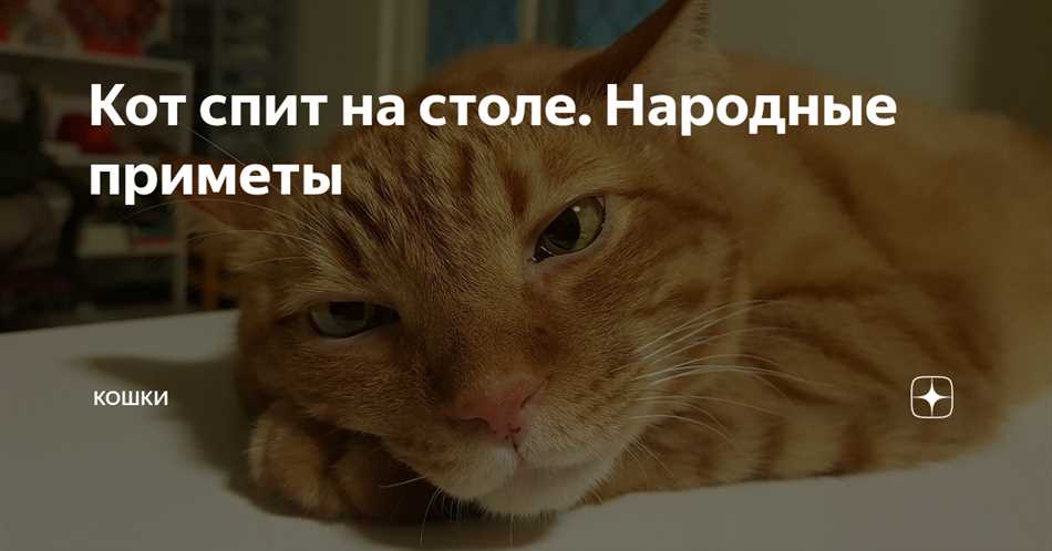 Как предотвратить кошку от сна на столе?