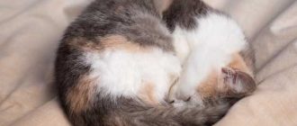 Почему кошка спит свернувшись в клубок?