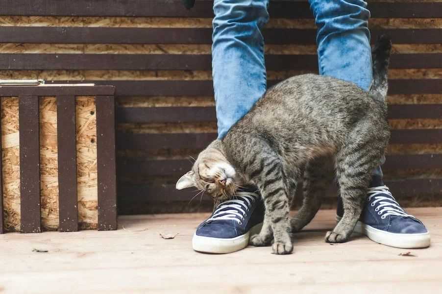 Причины, по которым кошки вертятся вокруг себя