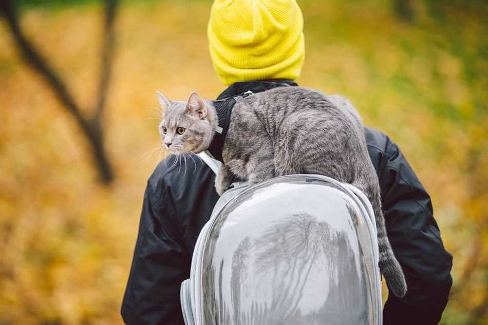 Кошки и желание быть в центре внимания