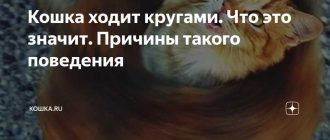 Почему кошка ходит кругами по комнате?