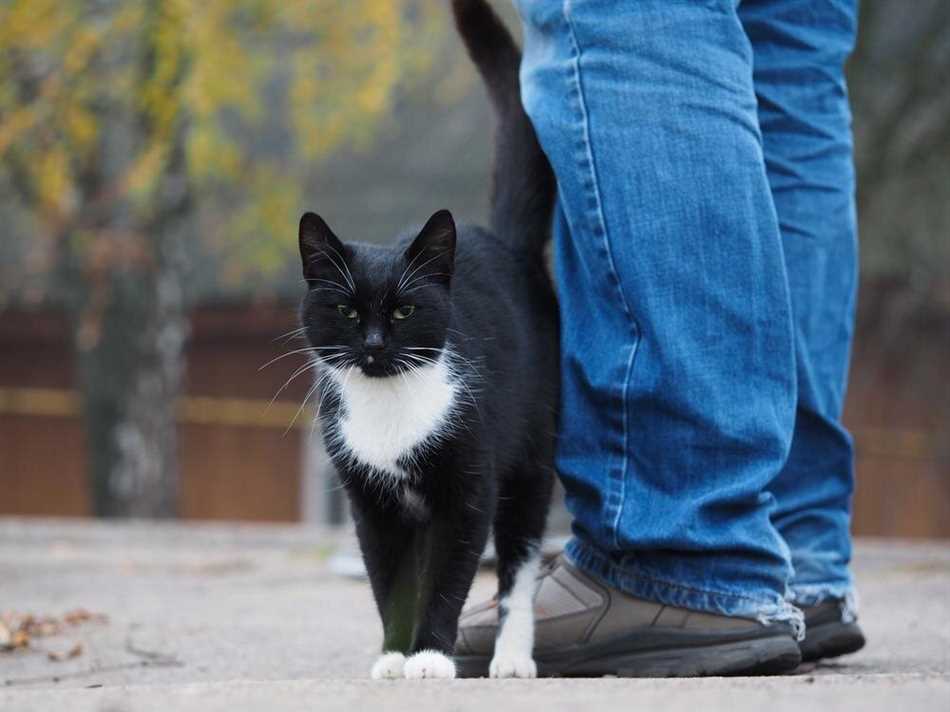 Кошка ходит за вами и мяукает, чтобы получить пищу или внимание