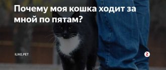 Почему кошка ходит за мной и мяукает?