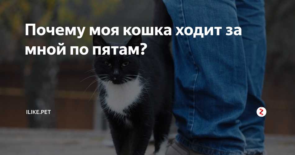 Почему кошка ходит за мной и мяукает?