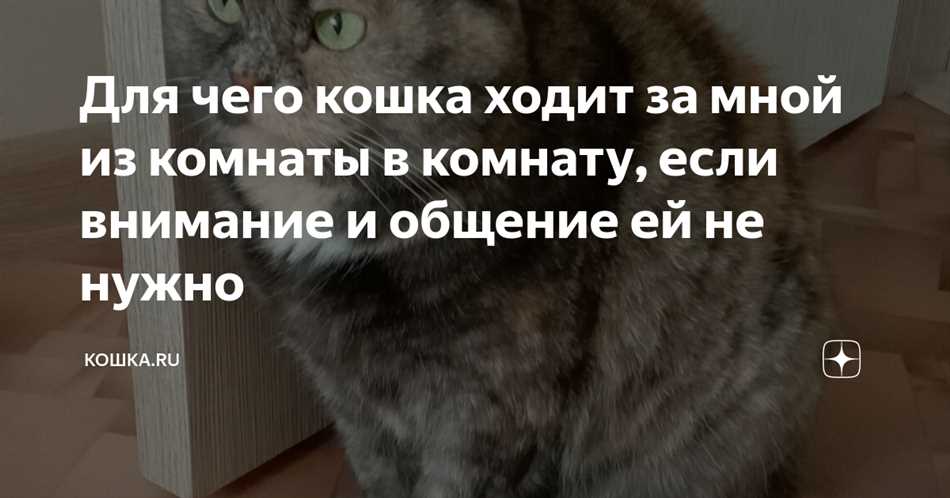 Причины, по которым кошка следует за вами: