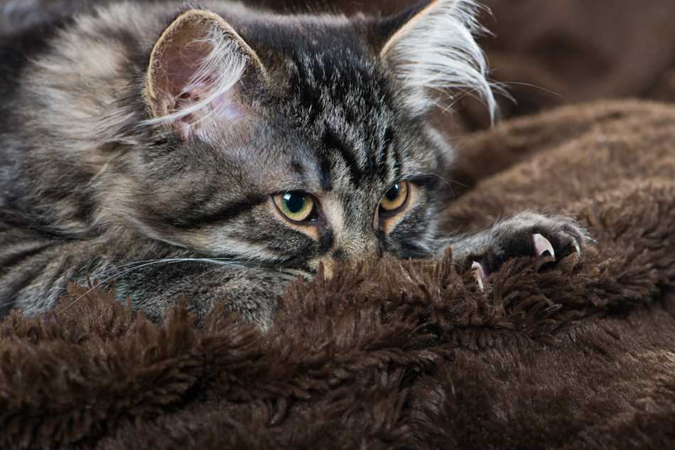 Почему кошки мнут лапами человека и мурлыкают выпускают когти?
