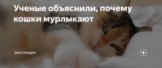 Почему кошки мурлыкают даже когда при смерти?