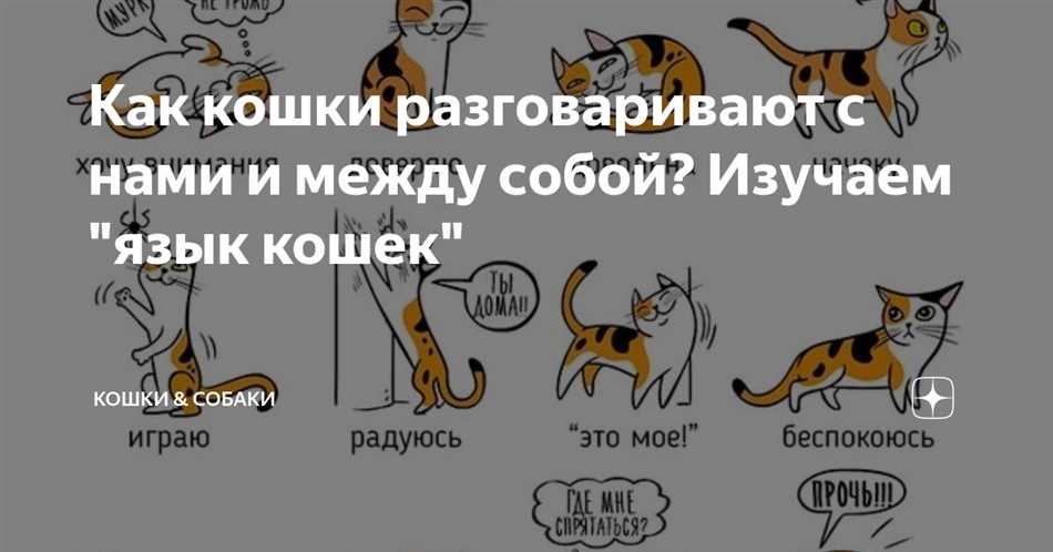 Почему кошки разговаривают с людьми?