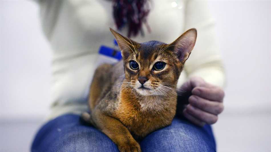 Влияние окружающей среды на долголетие кошек