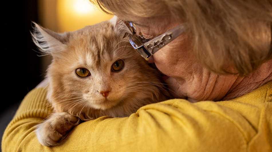 Генетика кошек и их продолжительность жизни