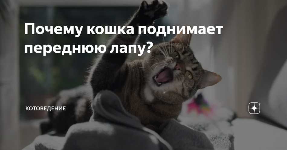 Почему кошку поднимает одну лапу?