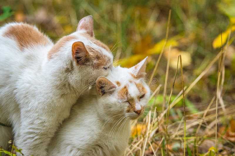 Почему кот кусает за холку другого кота?