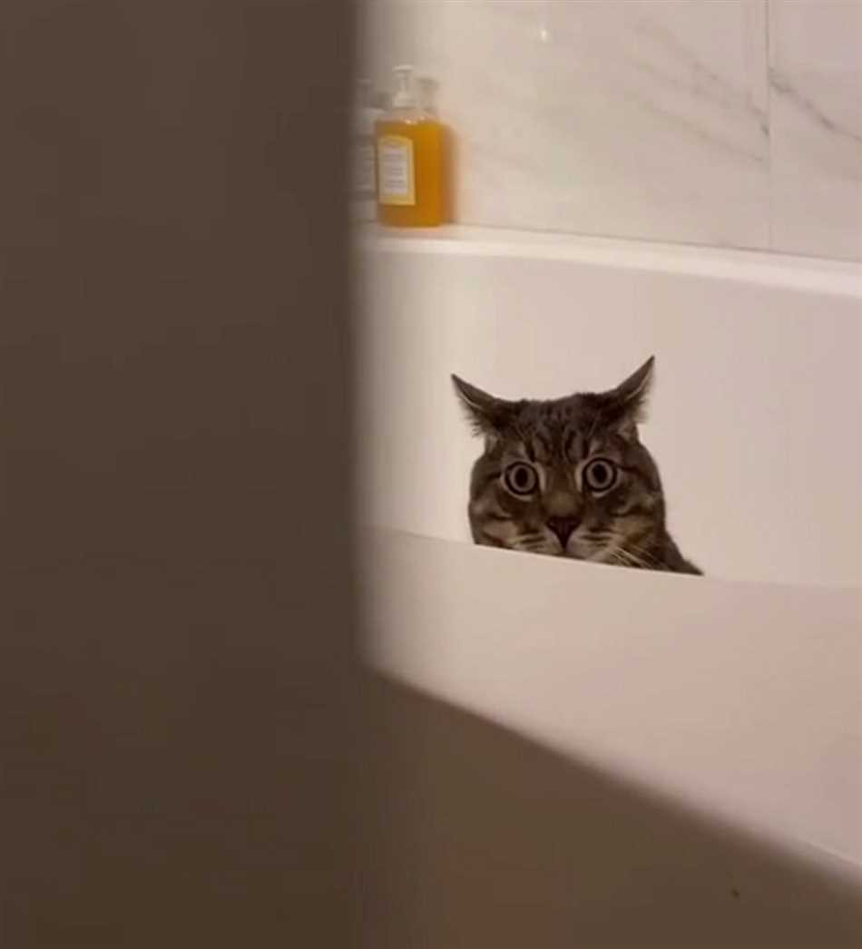 Почему кот прячется от гостей?