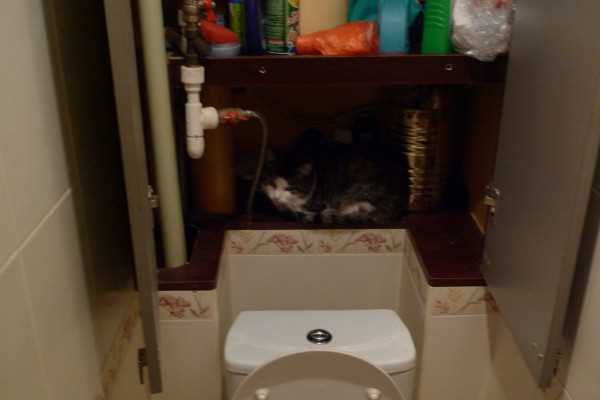 Почему кот спит в своем туалете?