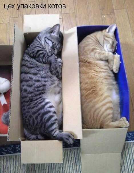 Почему котам нравятся коробки?