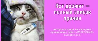 Почему котёнок дрожит после еды?