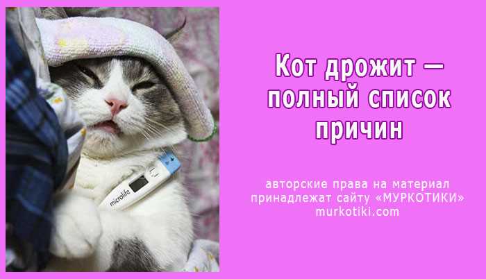 Почему котёнок дрожит после еды?