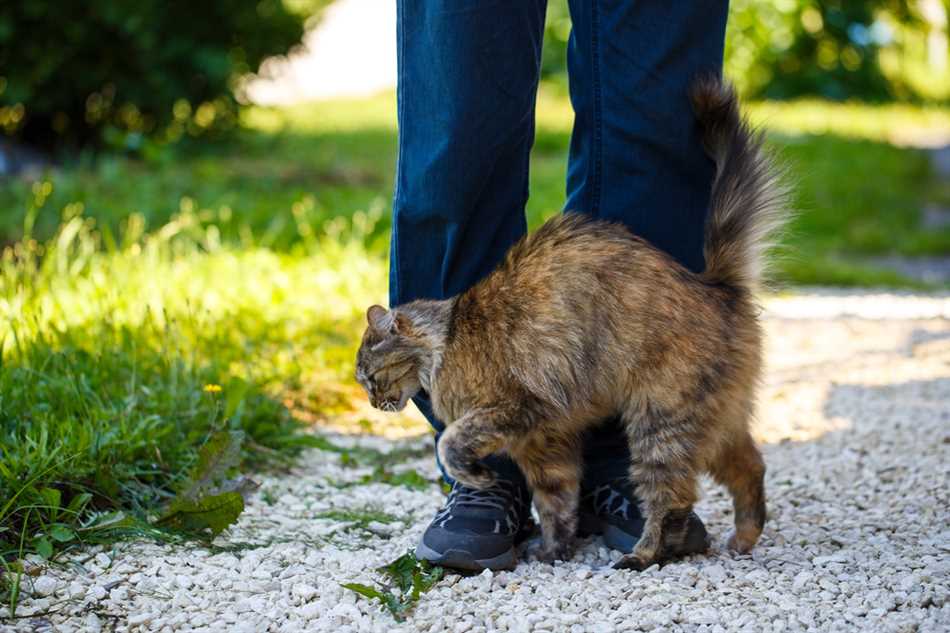 Почему коты трутся об ноги хозяина?