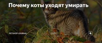 Почему коты уходят умирать из дома в другое место и куда?