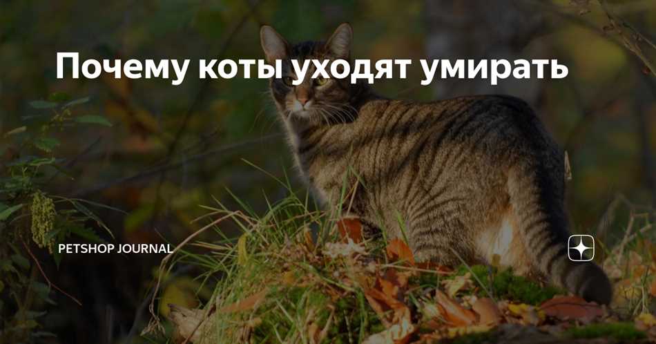 Почему коты уходят умирать из дома в другое место и куда?