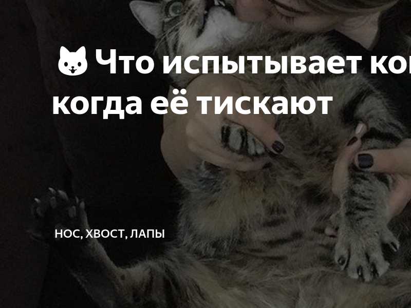 Специфика личности каждого кота