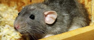 Почему люди боятся крыс?