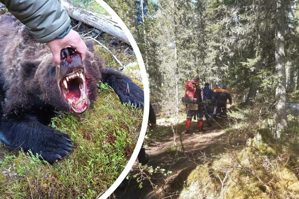 Почему медведь нападает на человека?