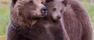 Почему медведицу с медвежатами отселяют от медведя?