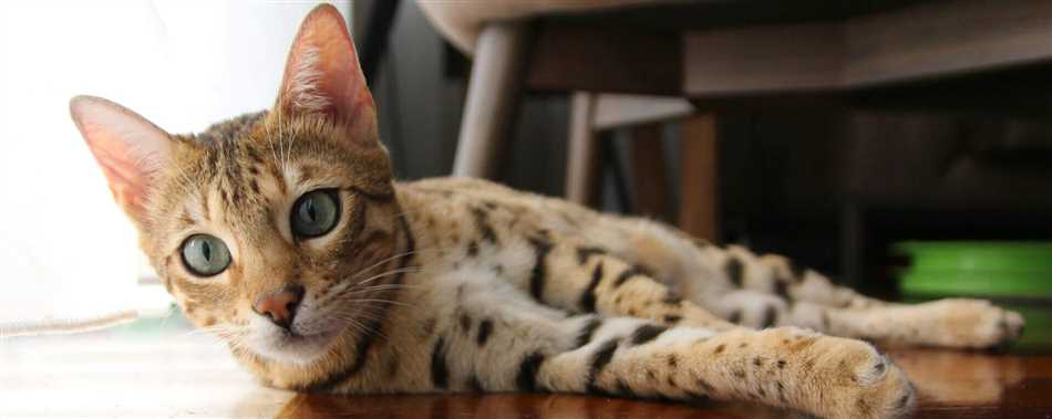 Причины сильного линьки у бенгальских кошек