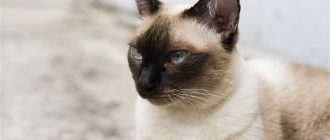 Почему называется сиамская кошка?