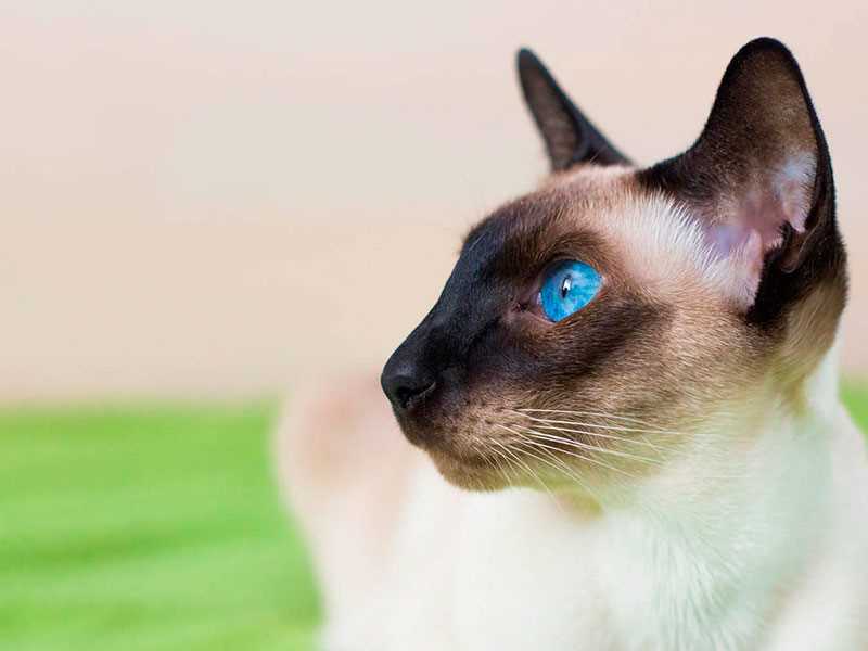 История происхождения породы сиамская кошка