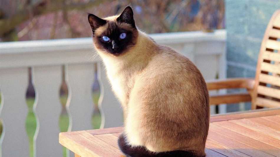 Примечательные особенности внешности сиамской кошки