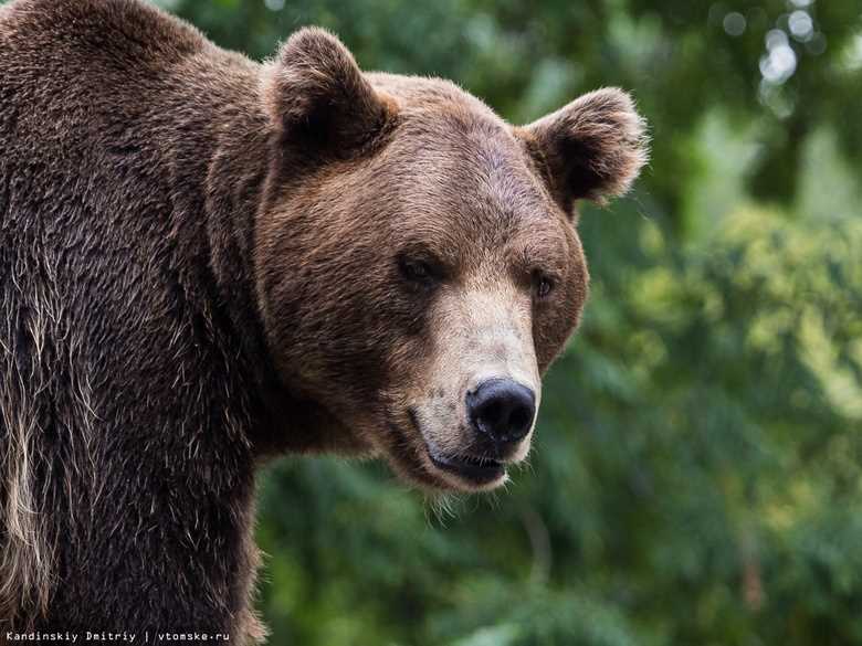 Законодательство и защита медведей