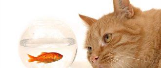 Почему нельзя сырую рыбу котам?