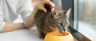 Почему породистые кошки часто болеют?