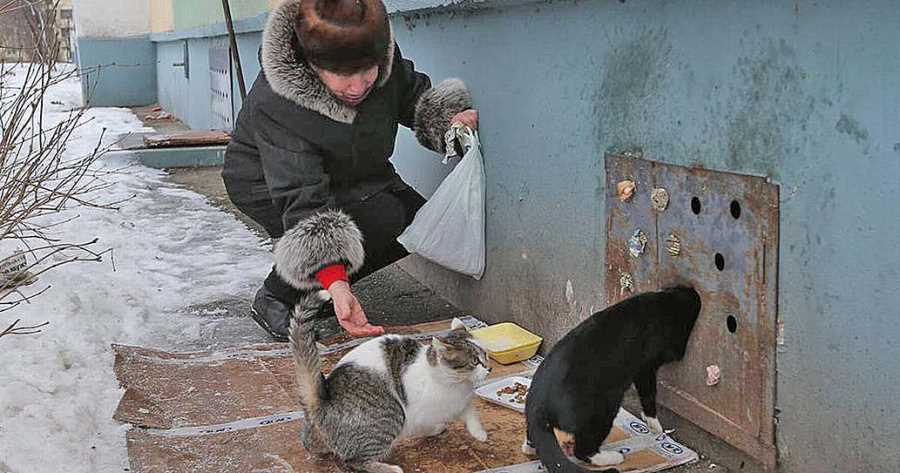 Почему приходят кошки в дом бездомные?