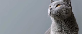 Почему шотландская вислоухая кошка сильно линяет?