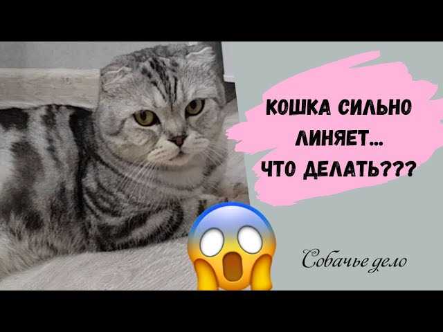 Генетические особенности вислоухих кошек