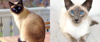 Почему сиамские коты могут выглядеть по-другому?