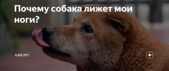 Почему собака лижет ноги после душа ?)??)