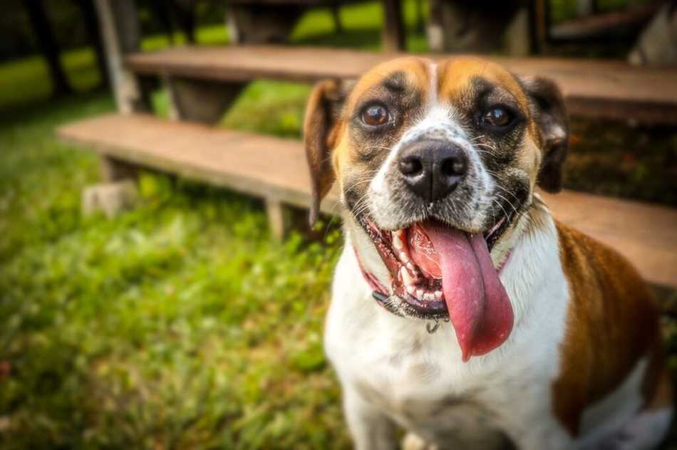 Физиологические причины почему собаки показывают язык