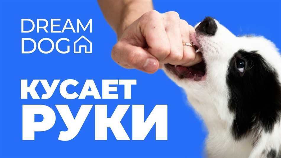 Почему собака прикусывает хозяина за нос?