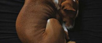 Почему собаки спят на спине с лапами вверх: важные причины и значение этого поведения